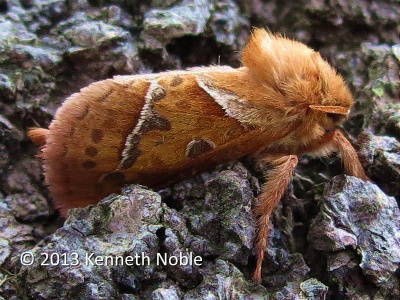 orange swift (Hepialus sylvina) Kenneth Noble